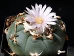 Lophophora williamsii (seeds)